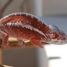 Tamatave sameček "Rudík" - 5 měsíců